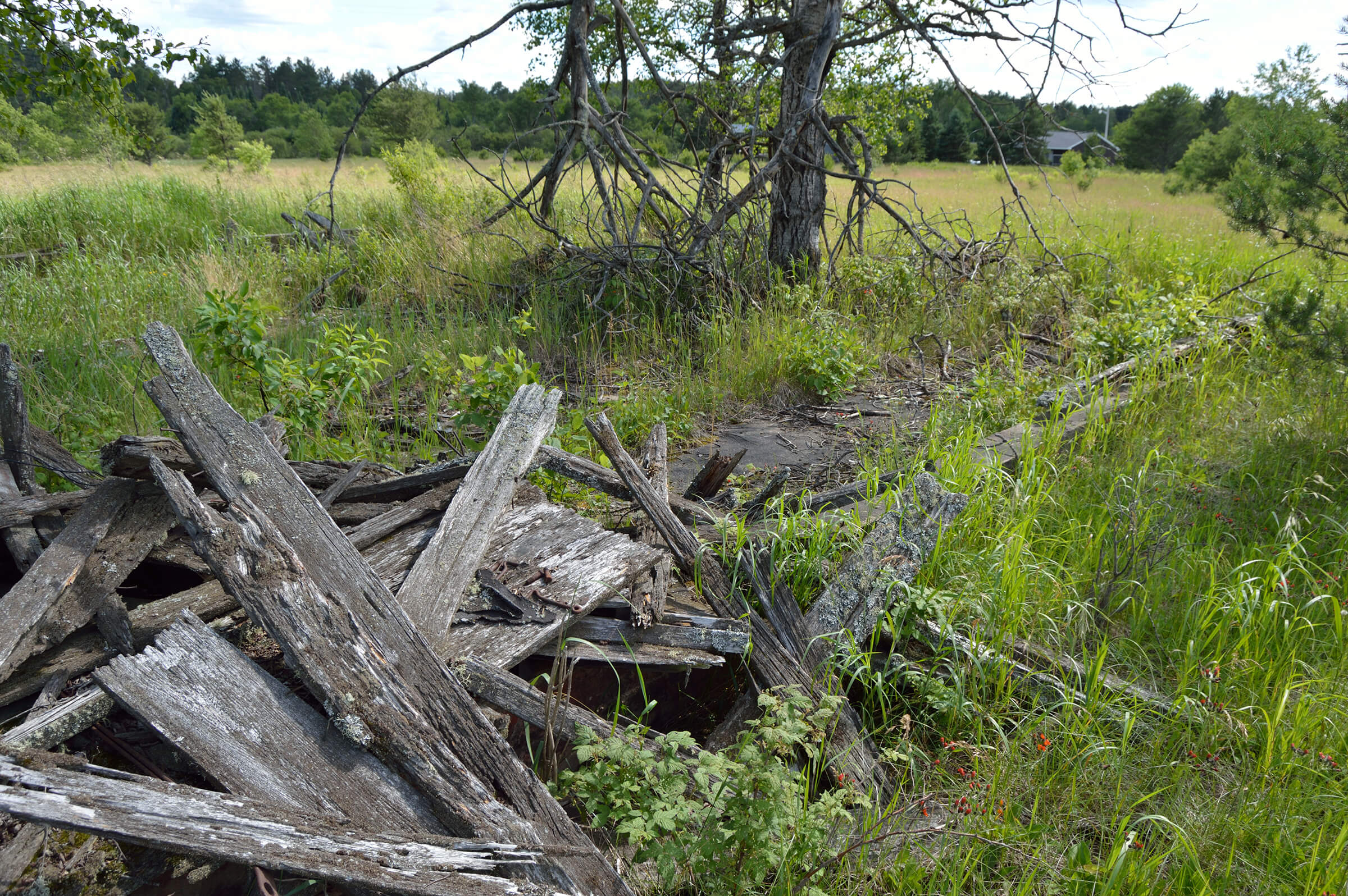 A pile of decaying wooden beams and planks lies in a grassy, overgrown field with scattered trees.