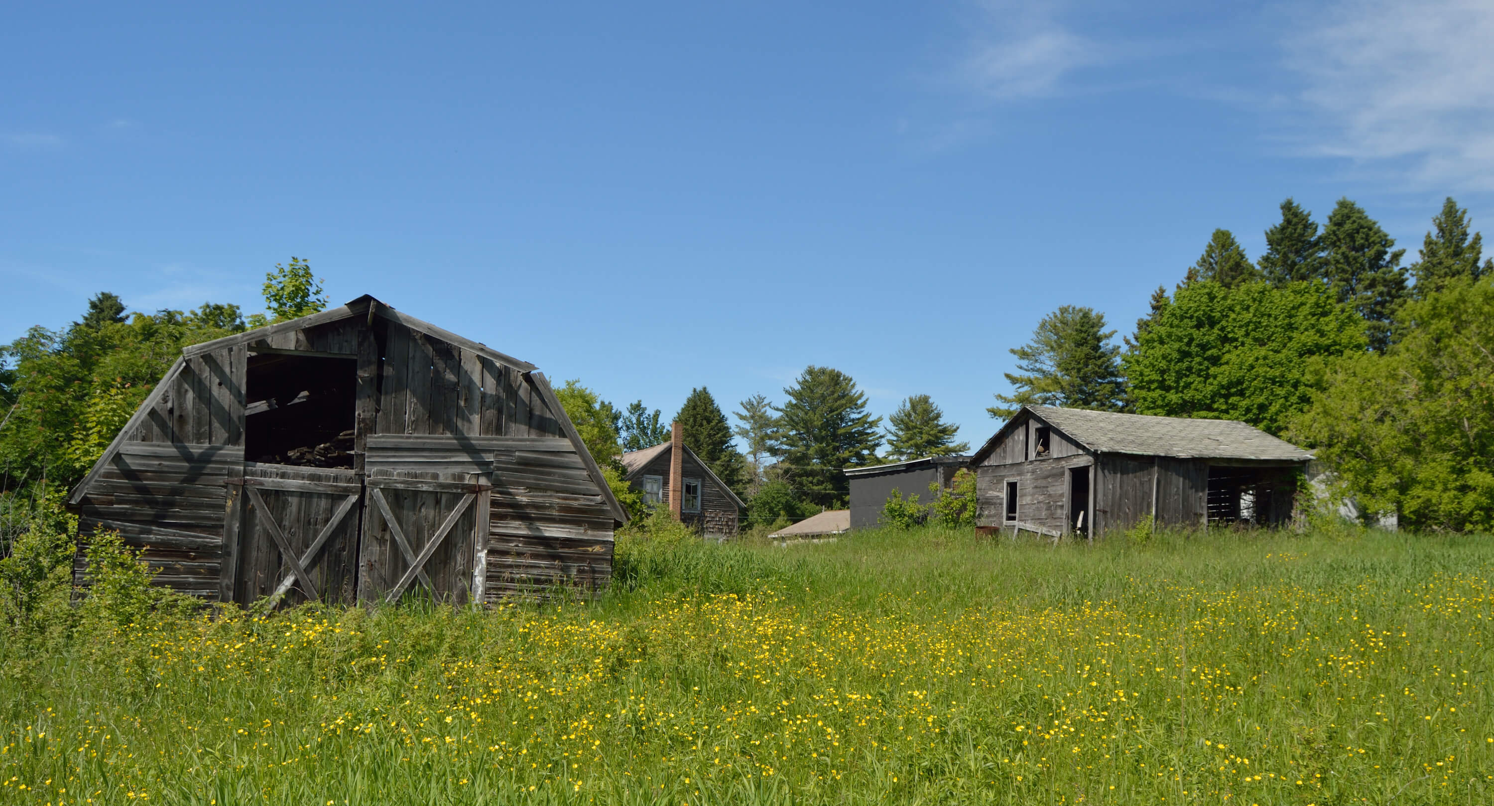 Two abandoned barns in Dollarville, surrounded by tall grass and wildflowers.