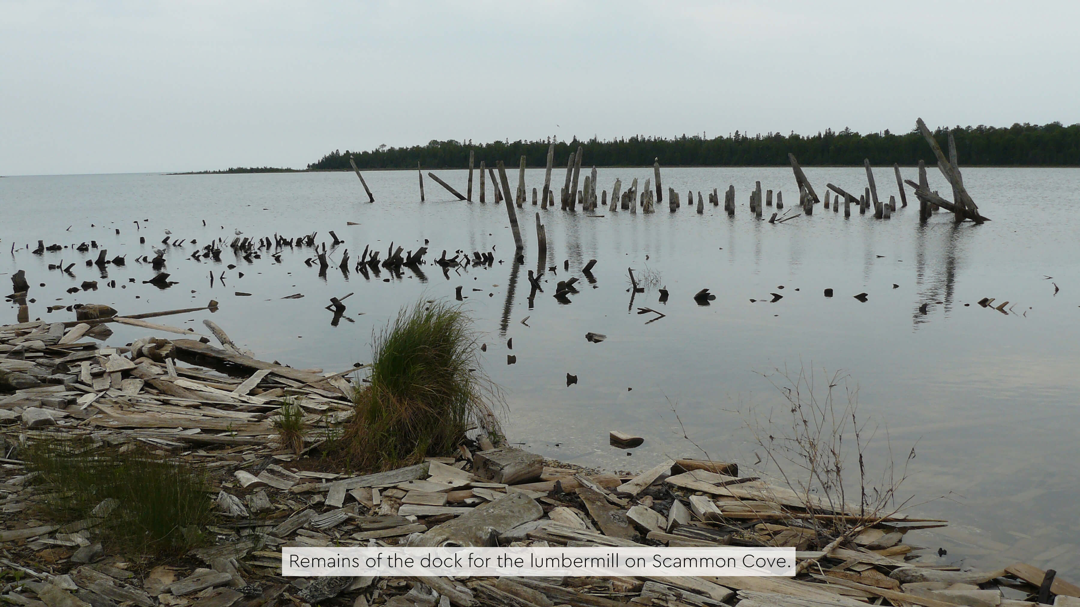 Remains of the lumber mill dock in Scammon Cove.