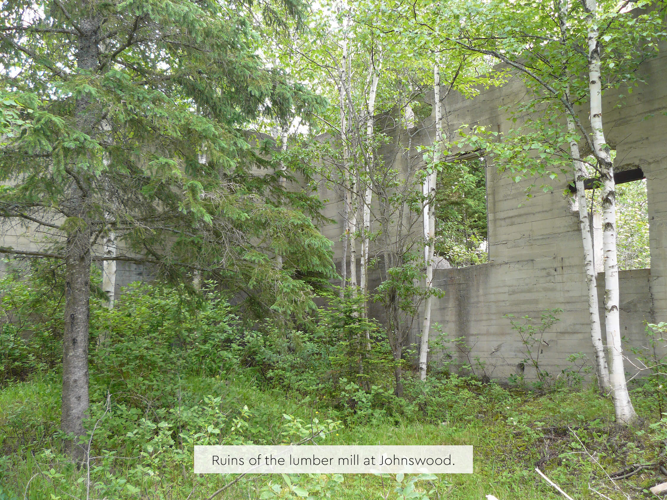 Ruins of the Johnswood lumber mill surrounded by birch and evergreen trees.