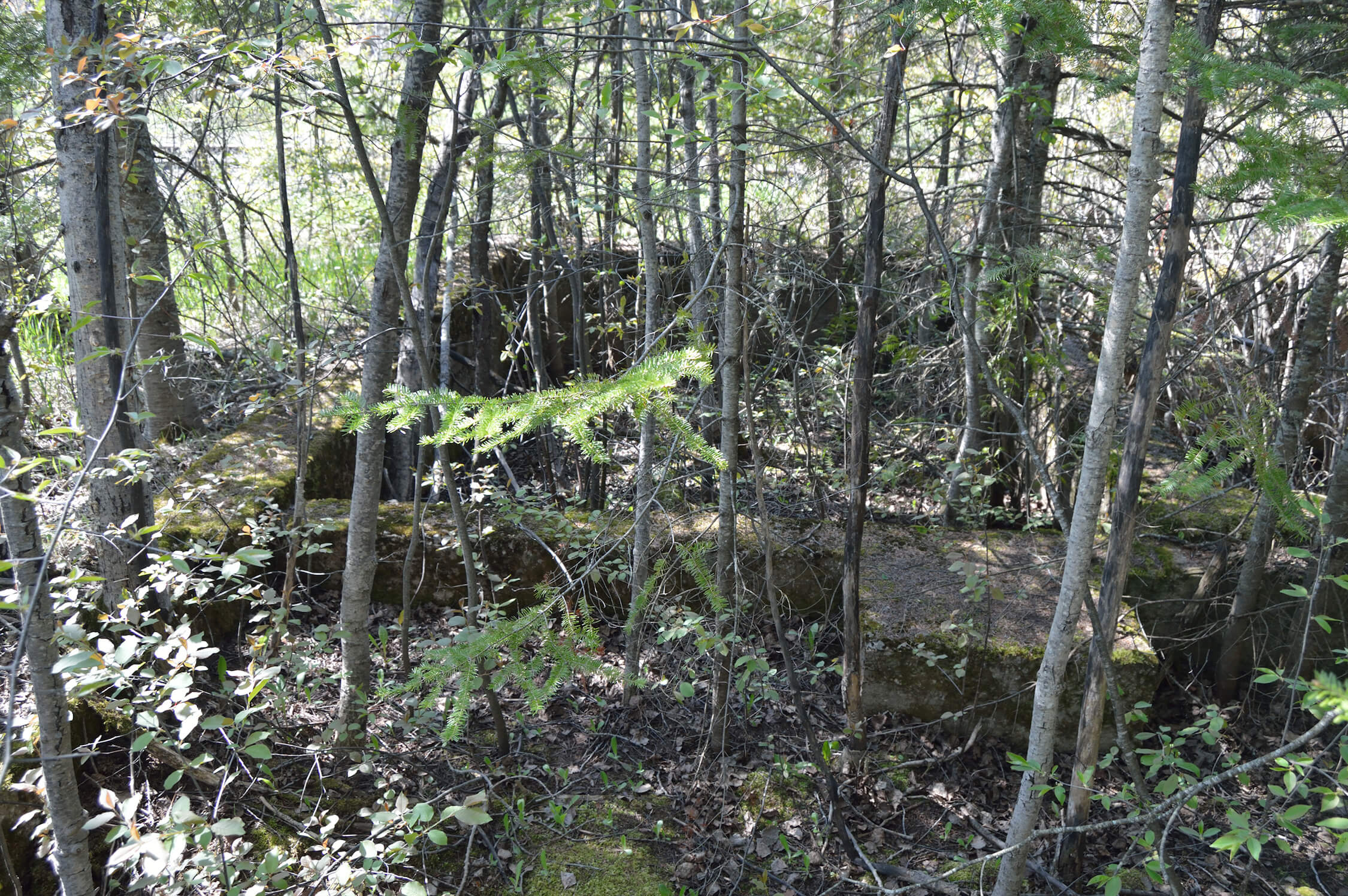 Moss-covered concrete foundations hidden in dense forest growth in Tula, Michigan.