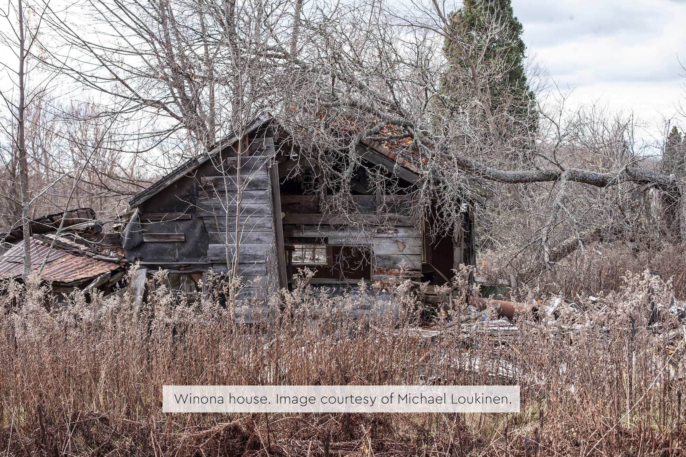 An abandoned log house with a fallen tree across its roof, surrounded by overgrown brush.