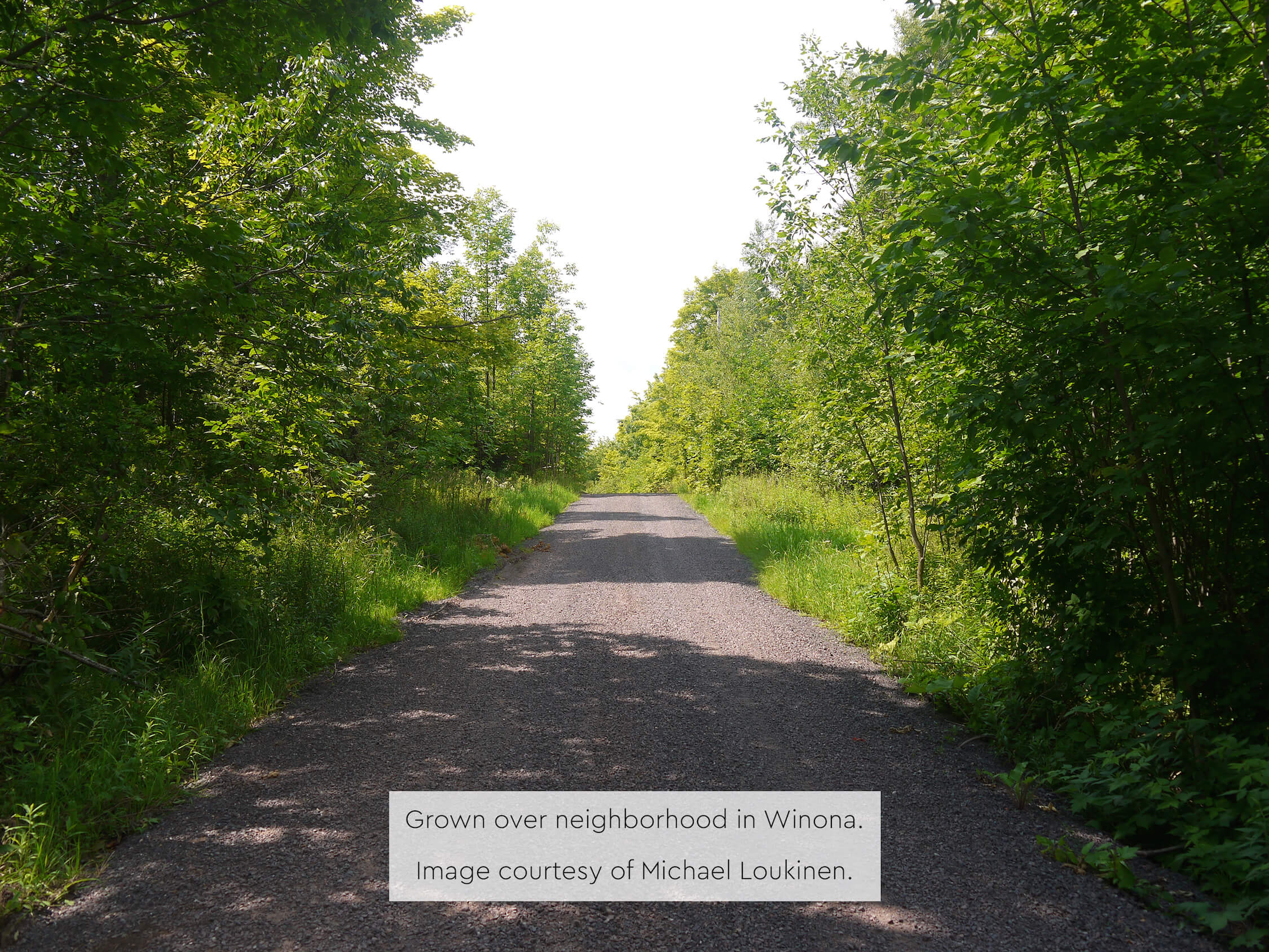 A gravel road surrounded by dense green trees under bright sunlight.