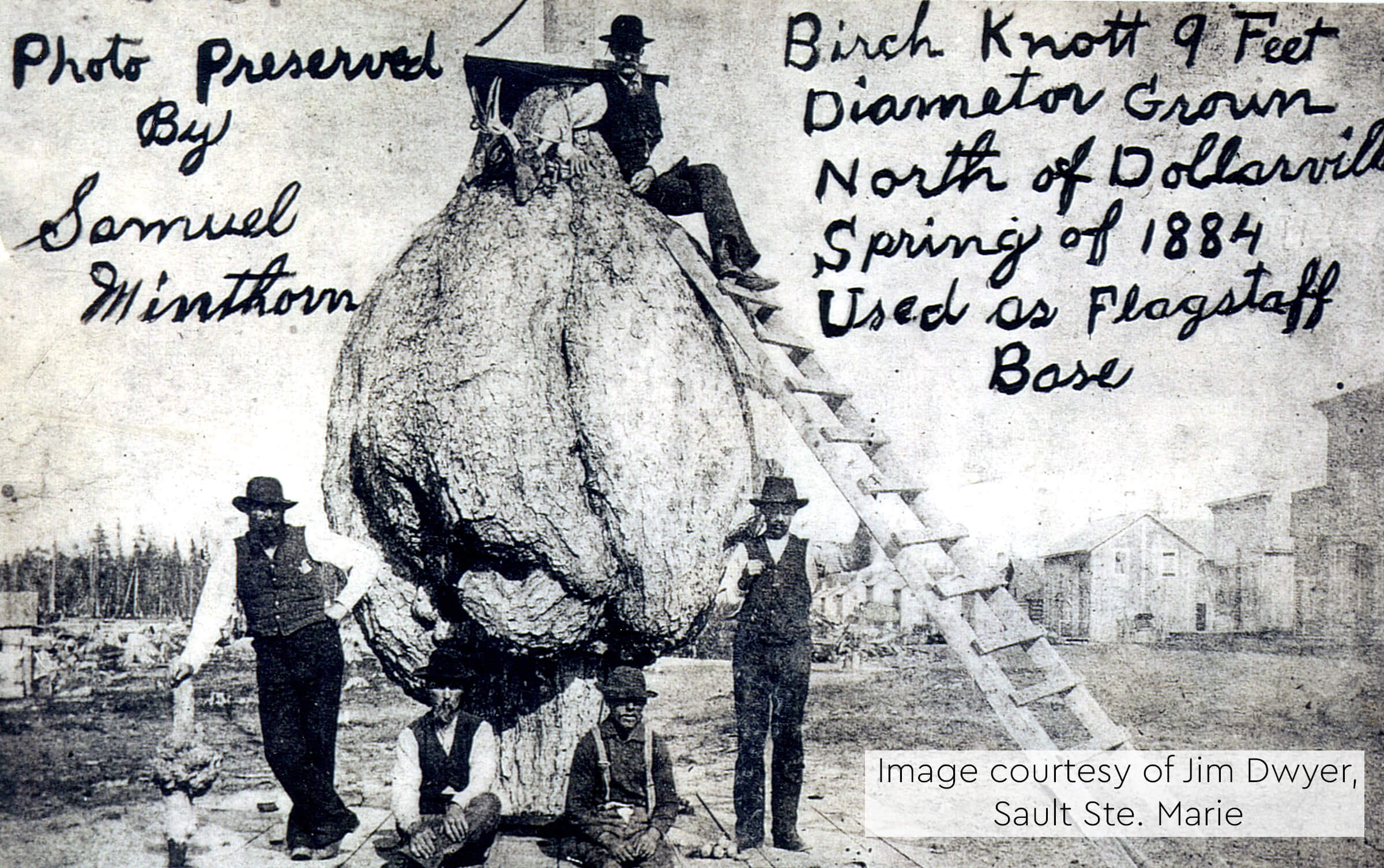 Historical photo of Birch Knott, used as a flagstaff base in 1884.