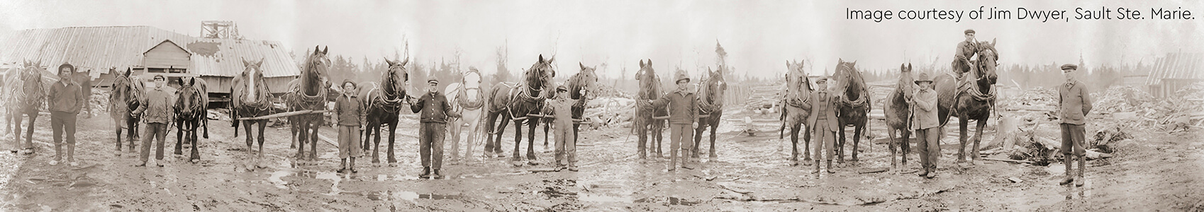 Historical photo of workers with horses at Dollarville sawmill, circa 1900.