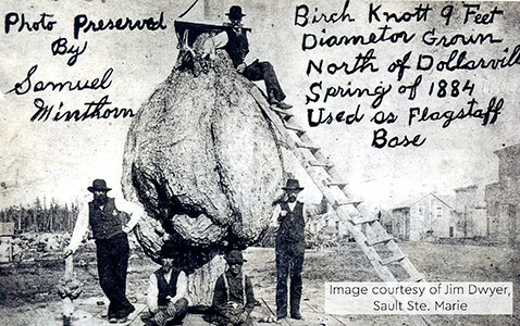 Historical photo of Birch Knott, used as a flagstaff base in 1884.