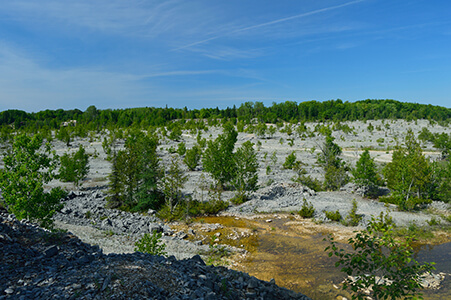 Limestone quarry with new growth trees and a small water-filled depression.