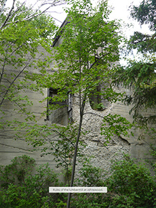 Ruins of the lumber mill at Johnswood surrounded by greenery.