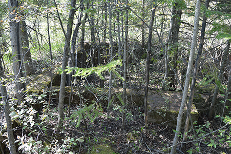 Moss-covered concrete foundations hidden in dense forest growth in Tula, Michigan.