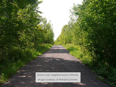 A gravel road surrounded by dense green trees under bright sunlight.